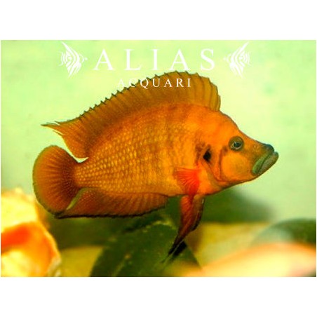 Altolamprologus compressiceps «Red» 3,5–4,5 cm | Ciclide Tanganika | Alias Acquari