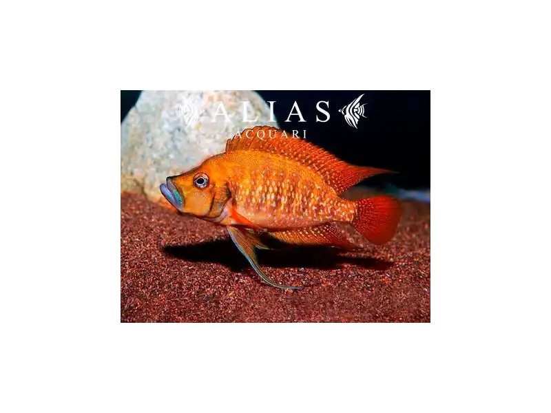 Altolamprologus compressiceps «Tanzania Red Fin»