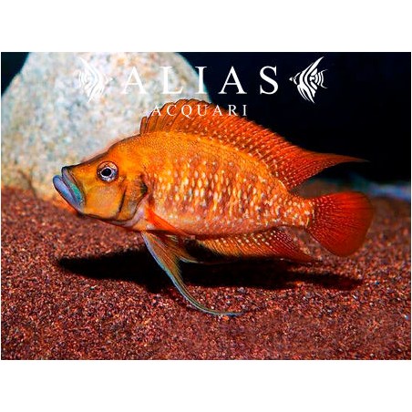 Altolamprologus compressiceps «Tanzania Red Fin»