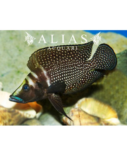 Altolamprologus calvus «Black Pectoral»