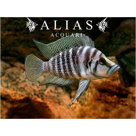 Altolamprologus calvus