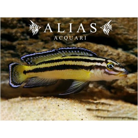 Julidochromis regani «Zambia»