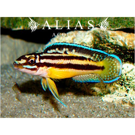 Julidochromis regani «Kipili»