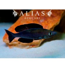 Cyprichromis microlepidotus «Kiriza Black»