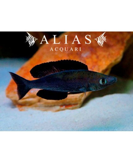 Cyprichromis microlepidotus «Kiriza Black»