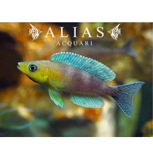 Cyprichromis leptosoma «Kigoma»