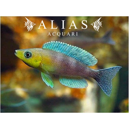 Cyprichromis leptosoma «Kigoma»