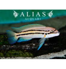 Chalinochromis Bifrenatus