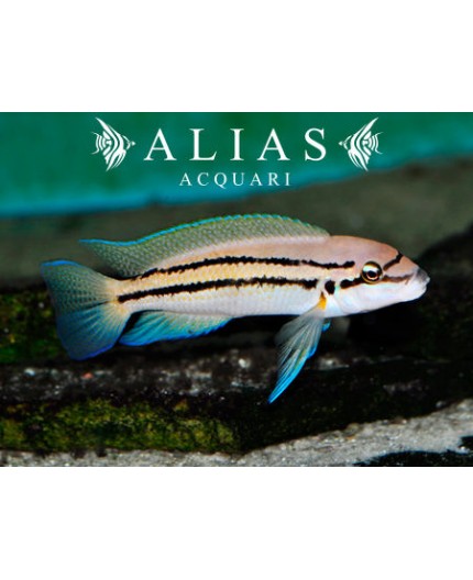 Chalinochromis Bifrenatus