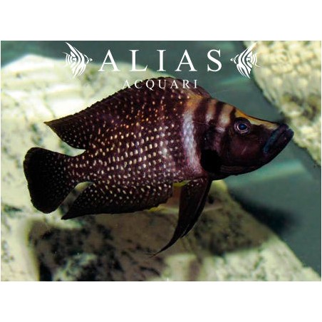 Altolamprologus calvus «Black Pearl»