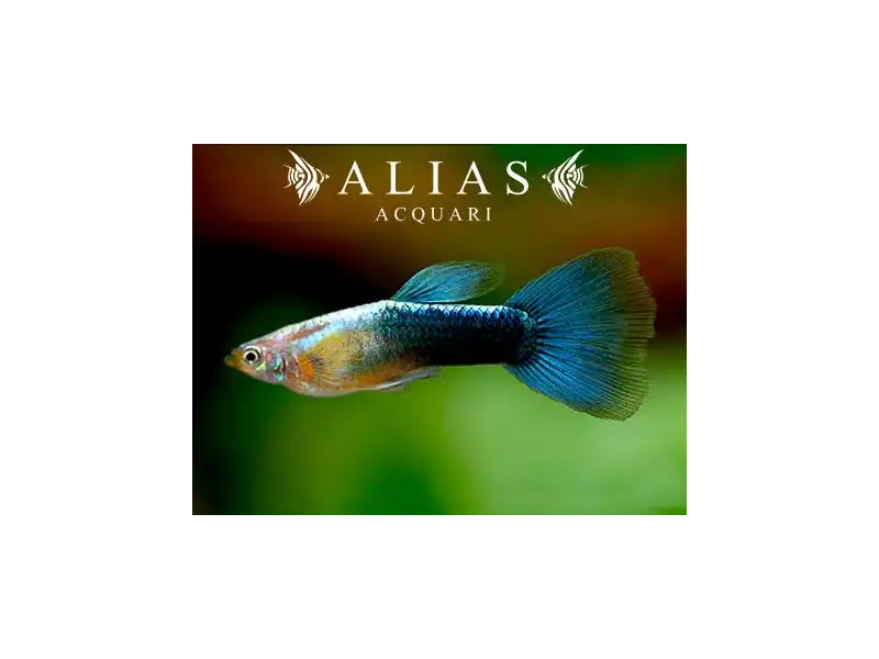 Guppy maschio Metallic Blue Neon