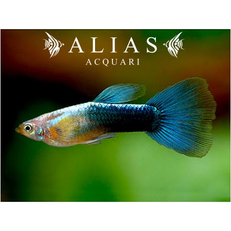 Guppy maschio Metallic Blue Neon