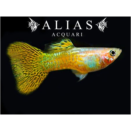 Guppy maschio Golden Cobra