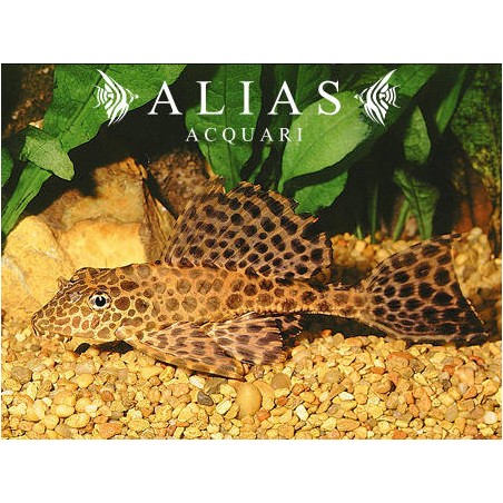 Pterygoplichthys Gibbiceps