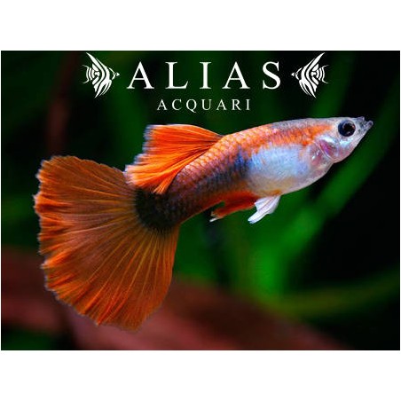 Guppy maschio Tuxedo Red
