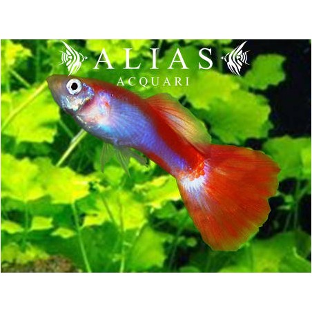 Guppy maschio Neon Red