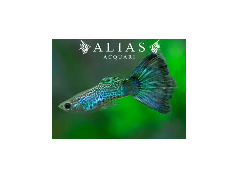 Guppy maschio Blue Cobra