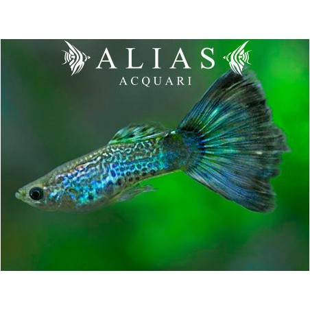 Guppy maschio Blue Cobra