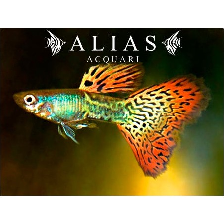 Guppy in coppia Moscow Filigran