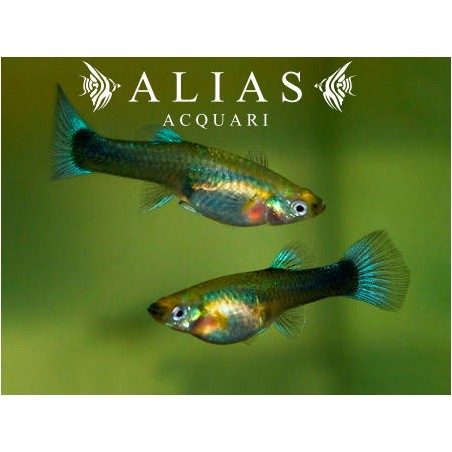 Guppy femmina Metallic Blue Neon