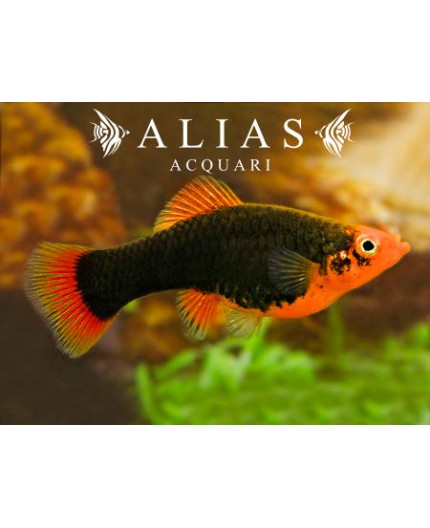 Platy Red Parrot 3 - 4 cm