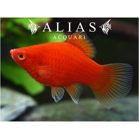 Platy Coral