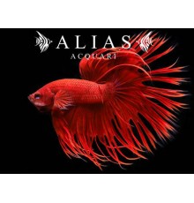 Betta splendens male crowntail red