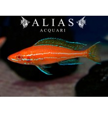 Paracyprichromis nigripinnis «Blue Neon Albino»