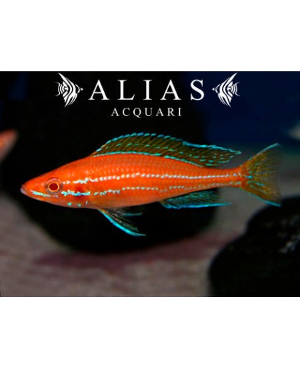 Paracyprichromis nigripinnis «Blue Neon Albino»