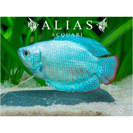 Colisa Lalia cobalt dwarf