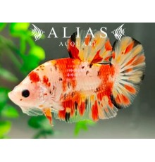 Betta splendens male Nemo short tail