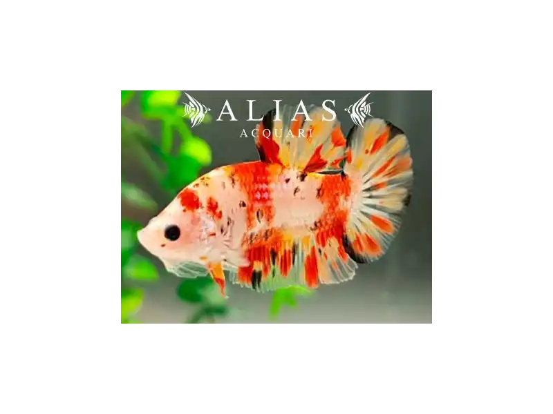 Betta splendens male Nemo short tail