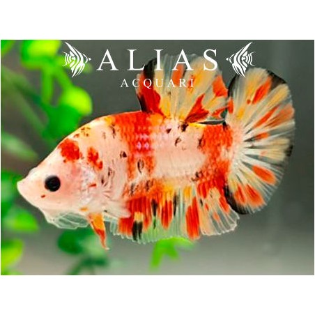 Betta splendens male Nemo short tail