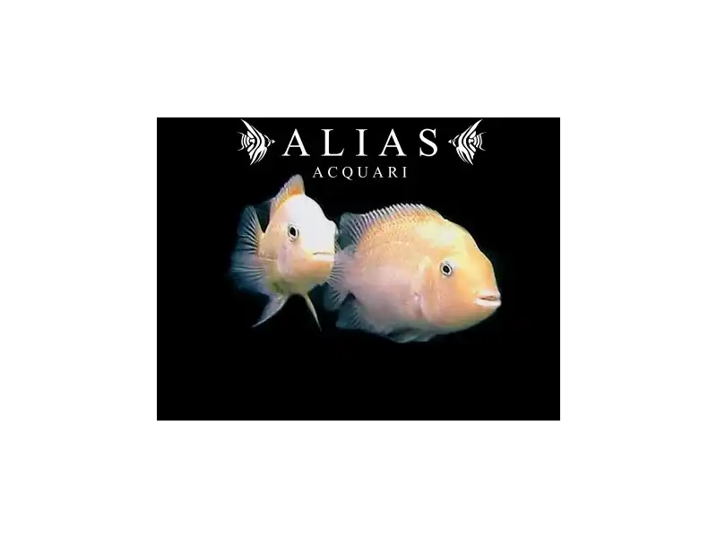 Cichlasoma nigrofasciatum xant.