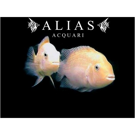 Cichlasoma nigrofasciatum xant.