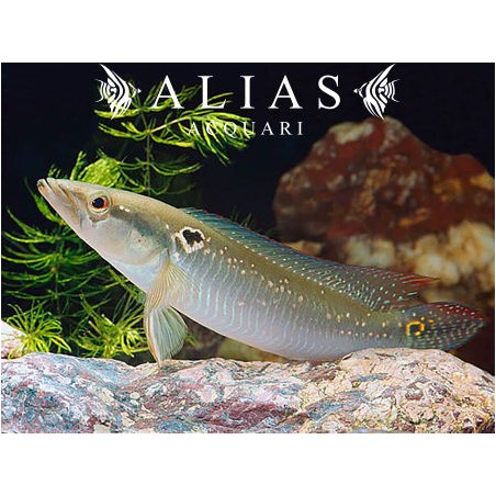 Crenicichla lepidota