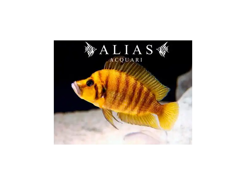 Altolamprologus compressiceps «Yellow Chaitika»