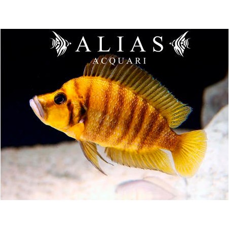 Altolamprologus compressiceps «Yellow Chaitika»