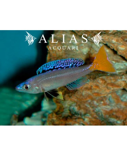 Cyprichromis leptosoma «Mpulungu»