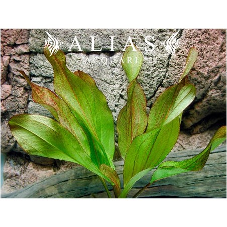 Echinodorus sp. Frans Stoffels