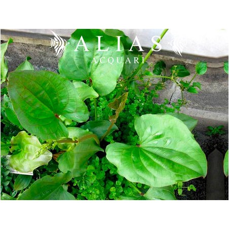 Echinodorus macrophyllus