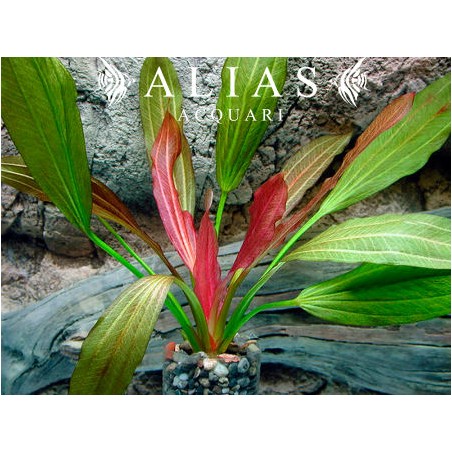 Echinodorus sp. Europa