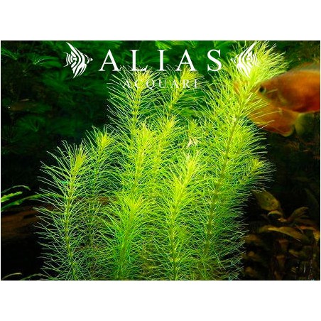 Rotala sp. Nanjenshan