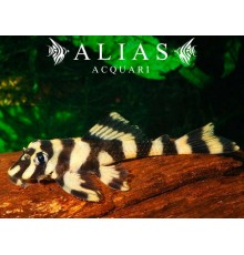 L168 Dekeyseria picta (Zonancistrus)