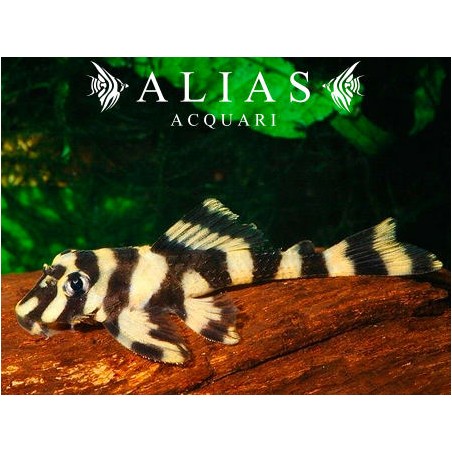 L168 Dekeyseria picta (Zonancistrus)