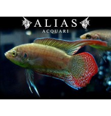 Macropodus Chinensis