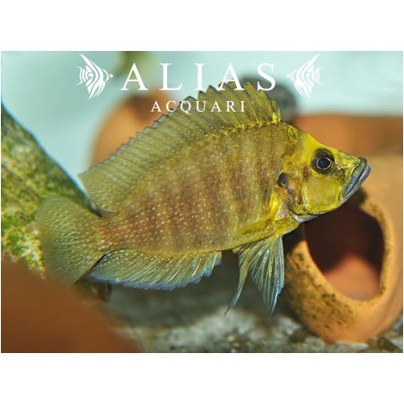 Altolamprologus compressiceps «Kantalamba Gold Head»