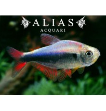 Hyphessobrycon sp. Red Blue Peru