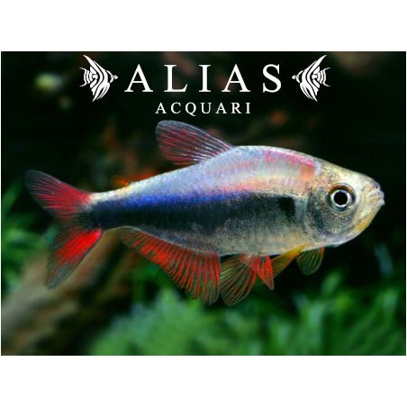 Hyphessobrycon sp. Red Blue Peru