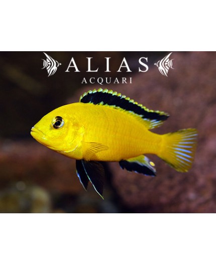 Labidochromis Species yellow